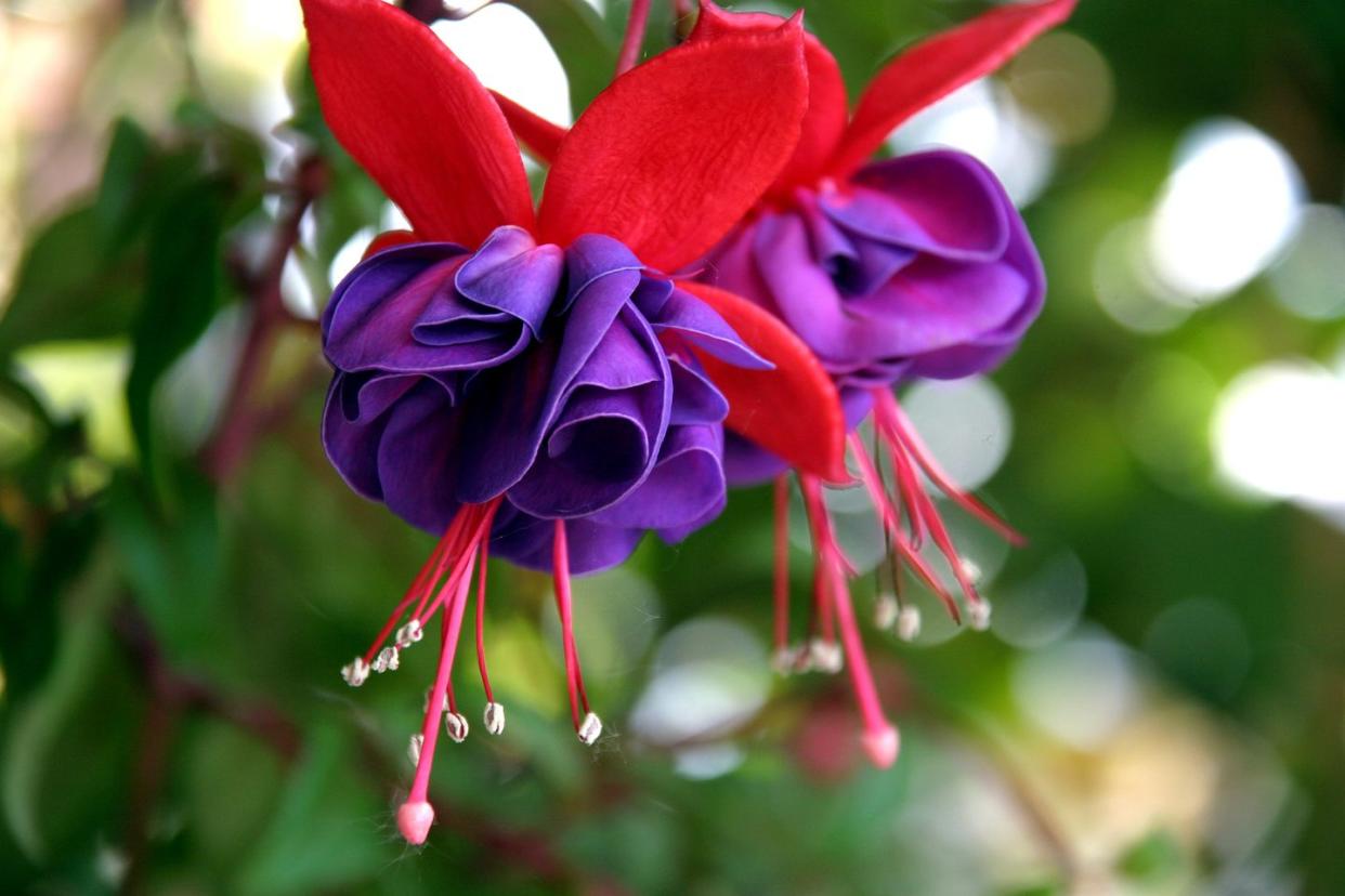 fuchsia