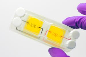 h-VIOS2 containing two perfused vascularized hydrogels. Within this chip’s footprint, any vasculature can be created.