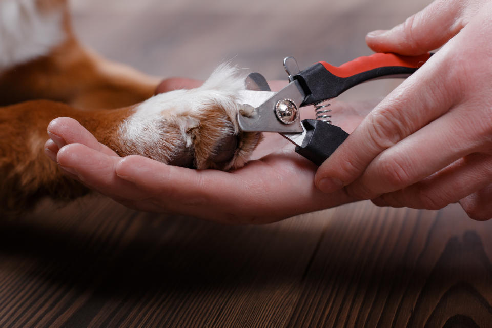 Trimming claws. Manicure and pedicure grooming dog Nova Scotia Duck