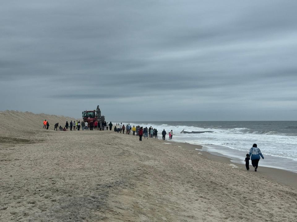 A crowd watched a fin whale beached at Delaware Seashore State Park, on the north side of the Indian River Inlet, Sunday, May 5, 2024.