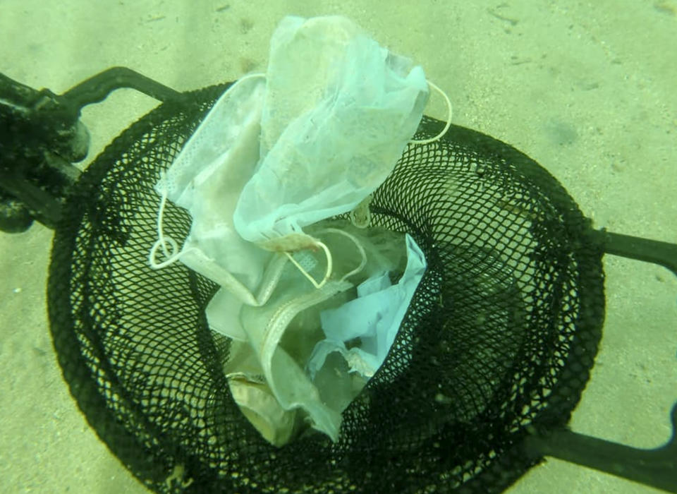 This photo taken on May 21, 2020 and provided Wednesday May 27, 2020 by environmental group Operation Mer Propre (Operation Clean Sea) shows a diver collecting face masks in a basket off Antibes, southern France. A French environmental group found this virus-era detritus littering the Mediterranean floor near the French Riviera resort of Antibes, and is trying to raise awareness and clean it up. (Operation Mer Propre via AP)