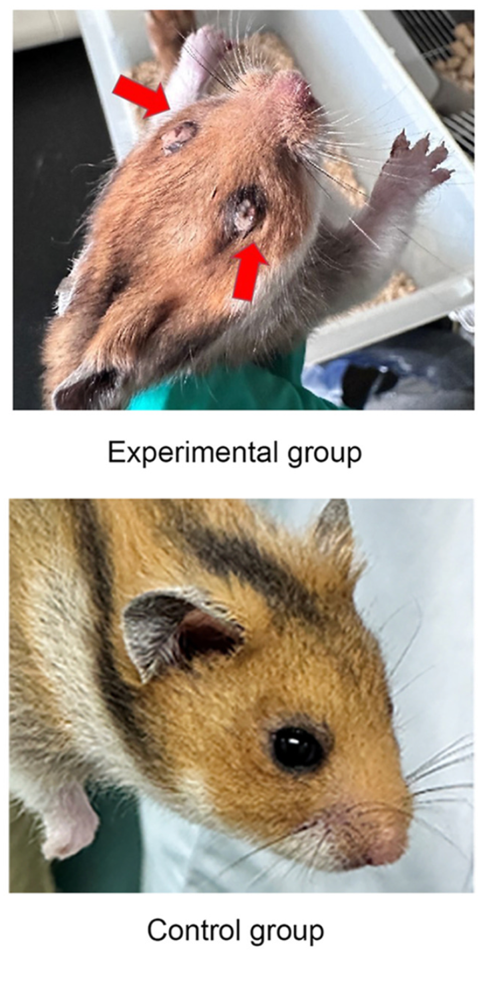 Severe inflammation was observed in the eyes of hamsters infected with the lab-made virus (Virologica Sinica (2024))