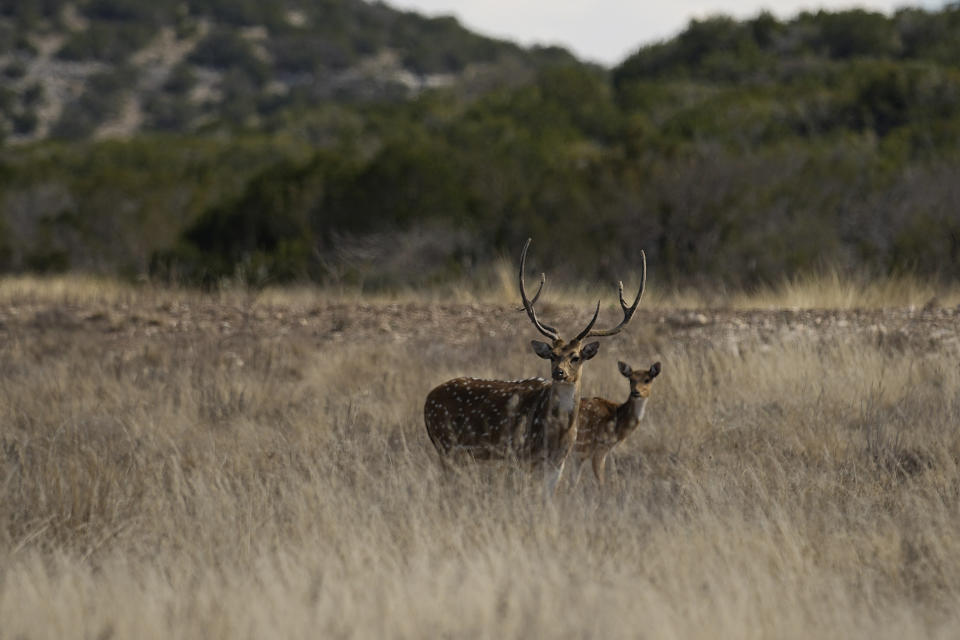 Axis deer graze on a ranch near Del Rio, Texas, Friday, Feb. 17, 2023. Some landowners along the Devil's River argue that proposed wind turbines would kill birds, bats and disrupt monarch butterflies migrating to Mexico and impact ecotourism, a main source of income for many. (AP Photo/Eric Gay)