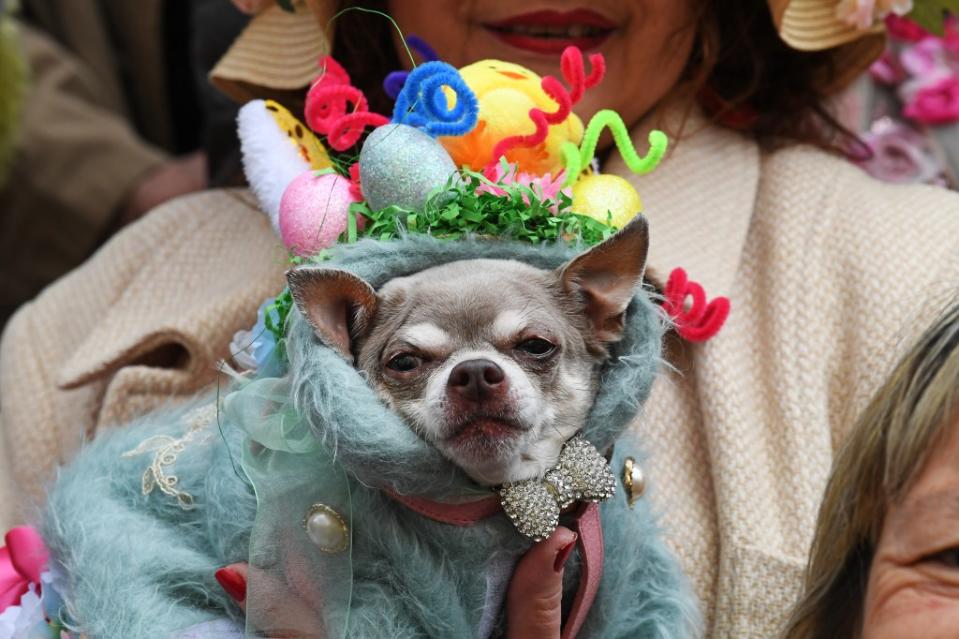 Pets get into the festivities with fun little hats, including some that feature eggs and fuzzy twists. Matthew McDermott