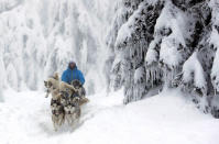 A musher rides his dog sled during a stage of the Sedivackuv Long dog sled race in Destne v Orlickych horach, Czech Republic, January 25, 2019. REUTERS/David W Cerny