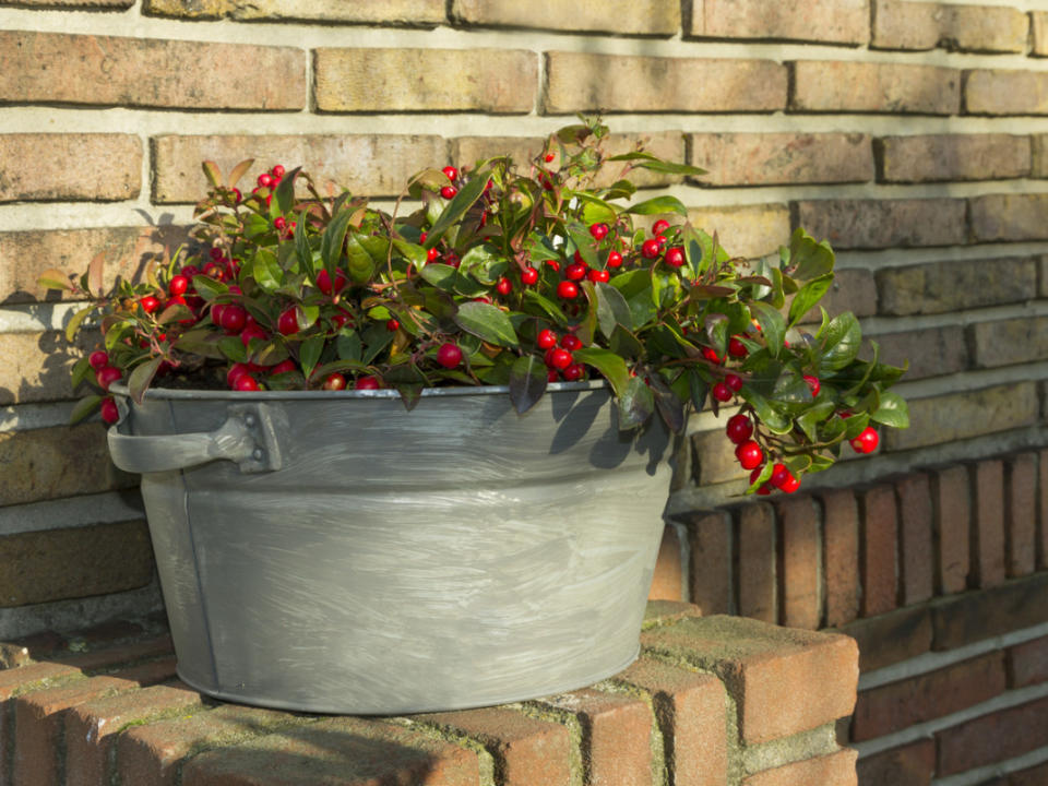 Wintergreen berries in a grey bucket. <p>iStock</p>