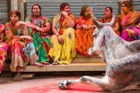 <p>A group of Indian women, coloured after playing Holi, look at a cow during the Holi Festival in Jaisalmer on March 24, 2016. </p>