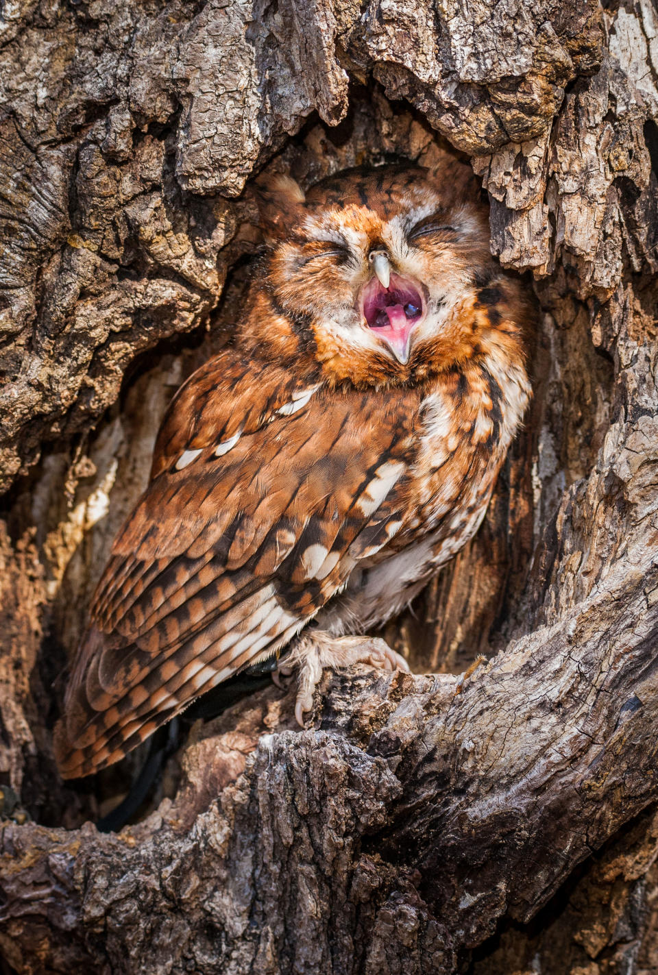 An eastern screech owl. (Photo: Matt Cuda/Caters News)