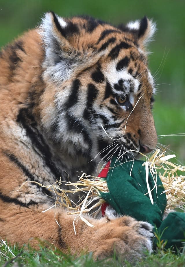 Christmas at Whipsnade Zoo