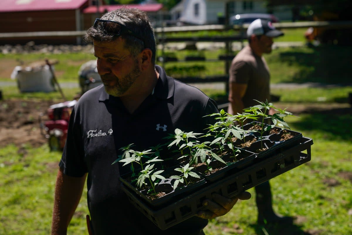 New York First Marijuana Crop (Copyright 2022 The Associated Press. All rights reserved.)