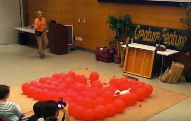 Twinkie the Jack Russell takes out the 2016 balloon-popping world record. Photo: YouTube