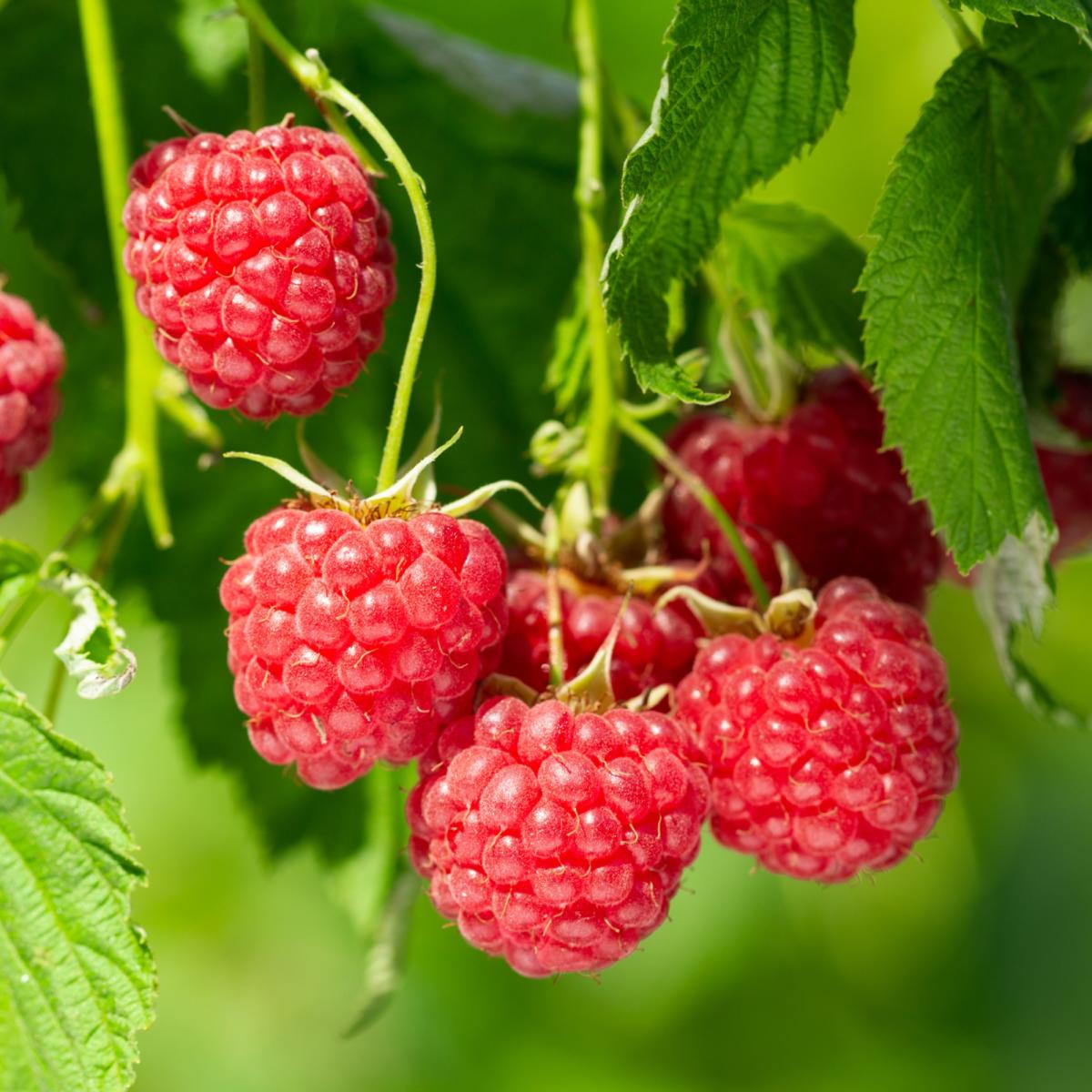 How to grow raspberries from shopbought 4 simple steps to transform