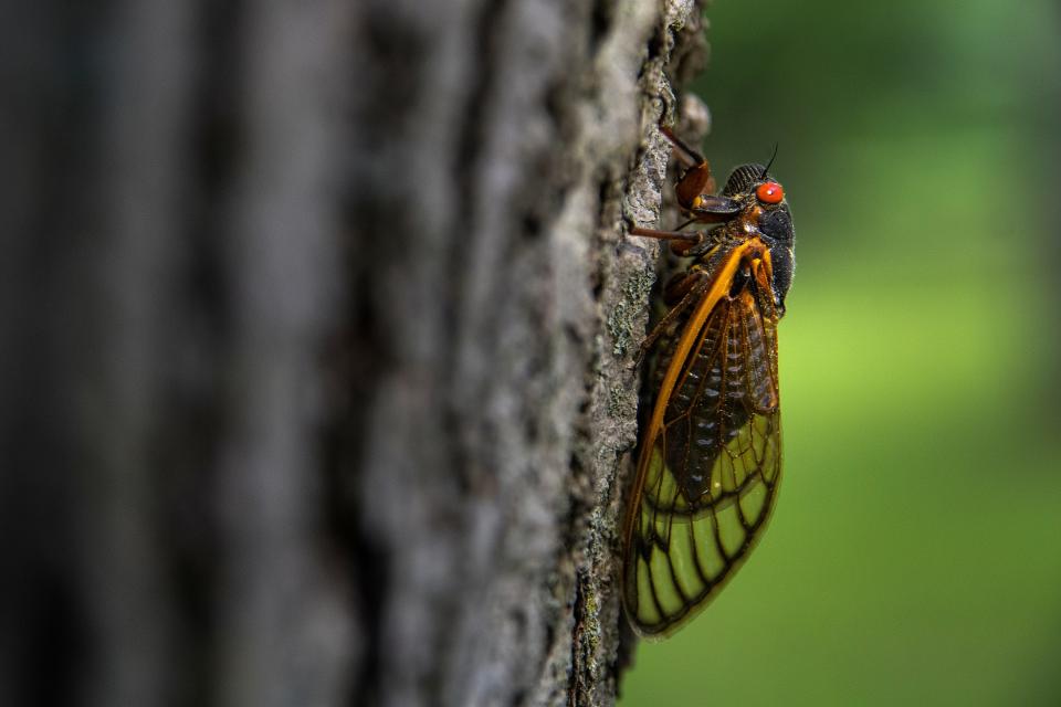 A cicada crawls into a tree in Phillips Park in Newark on Monday, May 24, 2021.