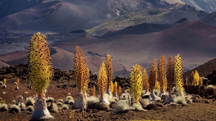 <span class="article__caption">The Haleakala silversword is found only in the dormant volcano here.</span> (Photo: Michael Schwab/Getty)