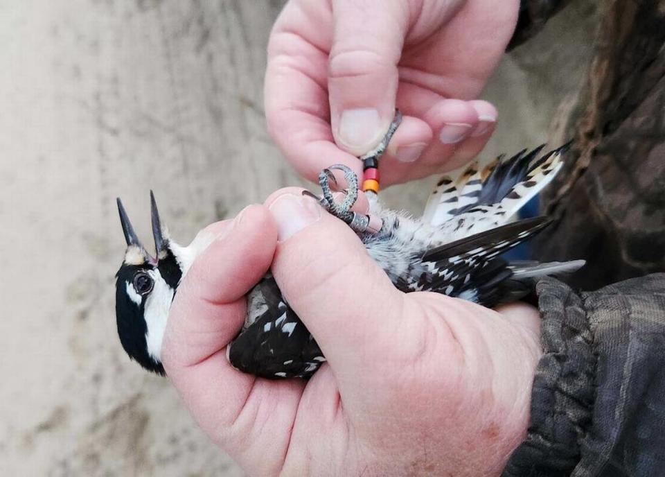 One of six red-cockaded woodpecker birds relocated from South Georgia’s Fort Stewart to Sprewell Bluff in the western part of the state is handled.