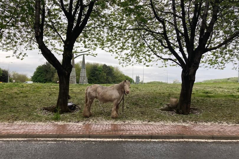 A horse under the blossom trees between Ffordd Pengam and Rover Way in Cardiff -Credit:WalesOnline