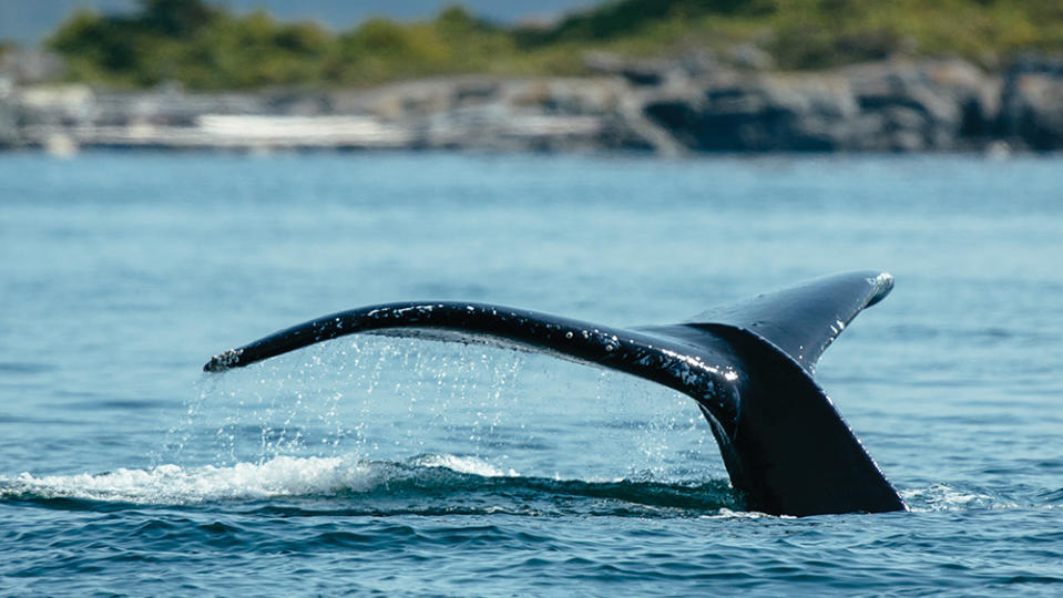 Wilderness activities such as whale-watching are bringing a new audience to Nimmo Bay. - Credit: Jeremy Kopeks
