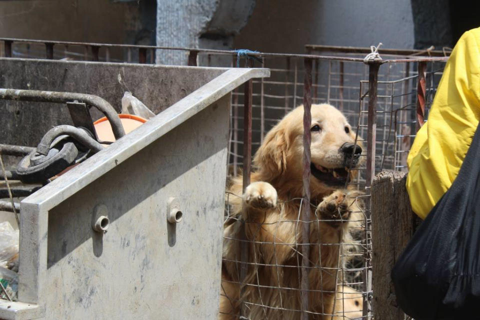 FOTOS: Clausuran criadero clandestino con más de 30 perros en Iztapalapa