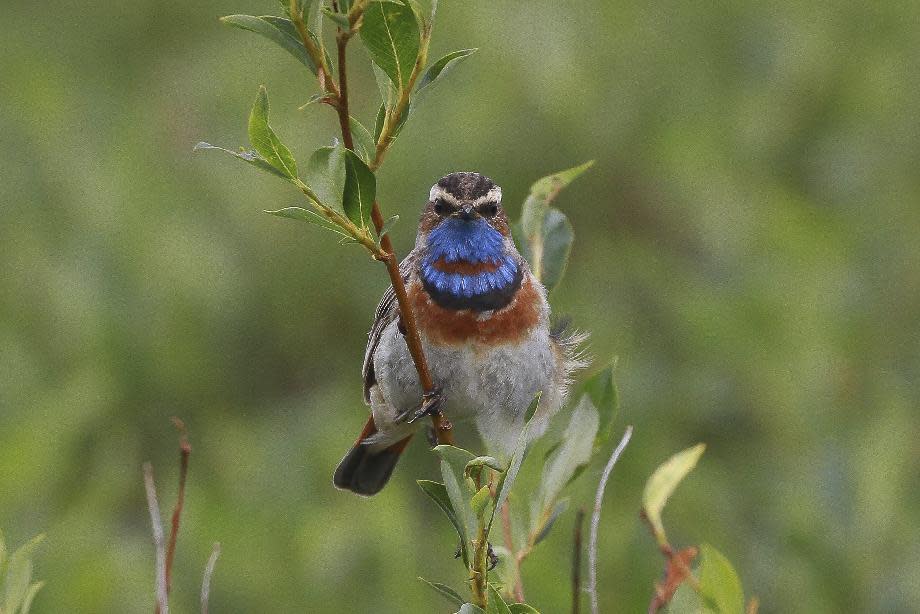 This July 7, 2016 photo provided by the U.S. Geological Survey shows a Bluethroat in Nome, Alaska. Growth of shrubs on Arctic tundra as the climate warms will have a mixed effect on breeding birds, federal researchers have concluded. Shrub density is not expected to harm species, but as shrubs grow taller, many bird species likely will find the habitat unsuitable, according to U.S. Geological Survey researchers. (Rachel M. Richardson/U.S. Geological Survey via AP)