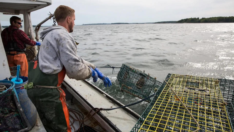 Maine lobstermen haul in their latest catch off the state's coast.