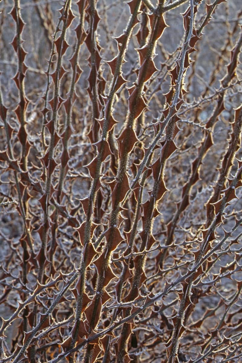 Rosa omeiensis, a wild species from China, with its large red thorns is particularly striking in a bare winter garden. Marion Nickig/dpa