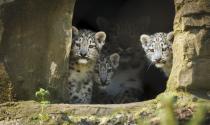 Irina the snow leopard keeps a close watch over her litter of 12 week old cubs, Animesh, Ariun and the third as yet un-named cub at Marwell Zoo near Winchester as they consider venturing out for the first time.