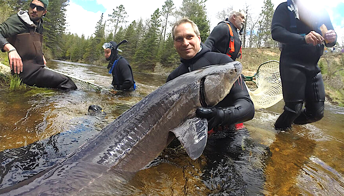 A researcher holds a lake sturgeon, an enormous and prehistoric fish species.