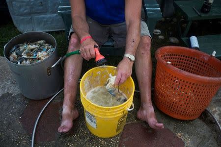 Local resident Jim Tyler cleans out the organs of a blue crab in preparation for picking its meat, at his residence on Tangier Island, Virginia, U.S., August 2, 2017. REUTERS/Adrees Latif