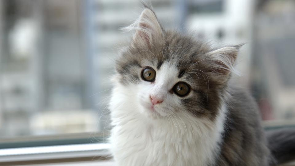 Norwegian forest cat