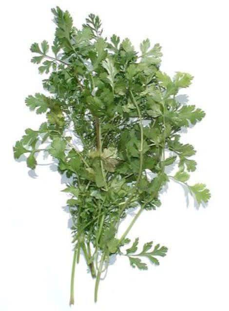 Cilantro