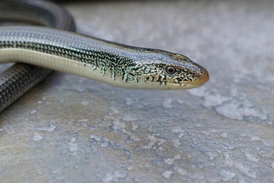 The eastern glass lizard in this photo was mistaken for a snake. But an alert reader of the Island Packet in Hilton Head, SC, pointed out “the ear hole behind his eye and down slightly.”