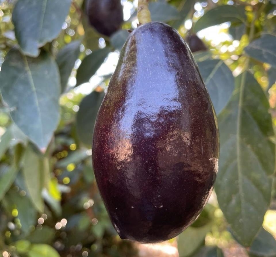 Close up of dark colored Mexicola avocado hanging on a tree.