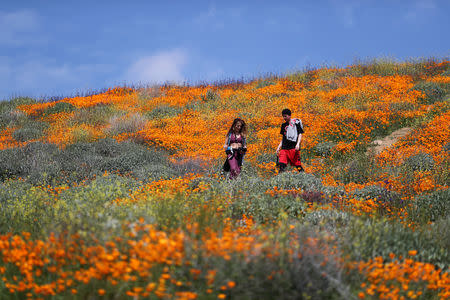 People walk in a super bloom of poppies in Lake Elsinore, California, U.S., February 27, 2019. REUTERS/Lucy Nicholson