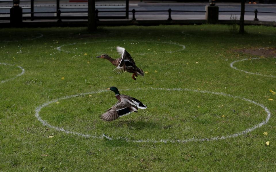 Ducks and social distancing markings are seen in a park in Newcastle - REUTERS 