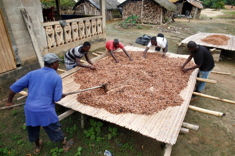 Cocoa farmers dry cocoa beans in the village of Andou M'batto in Alepe, Ivory Coast. (Photo: Thierry Gouegnon for HuffPost)