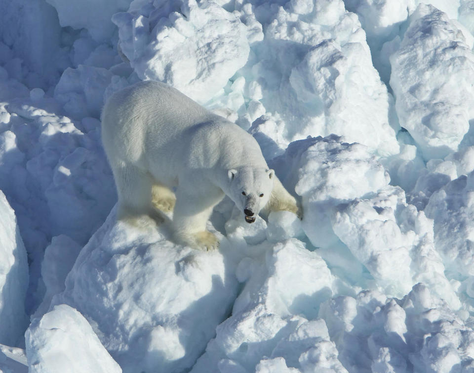 FILE - In this April 8, 2011, photo provided by the U.S. Geological Survey, a polar bear walks across rubble ice in the Alaska portion of the southern Beaufort Sea. Alaska scientists say the chances of a polar bear encounter have increased after research reveals the bears are arriving on shore earlier and staying on land longer, a report said. Scientists at the U.S. Geological Survey found changes in sea ice habitat have coincided with evidence that polar bears&#39; use of land is increasing, the Anchorage Daily News reported Saturday, Aug. 10, 2019. (Mike Lockhart/USGS via AP, File)