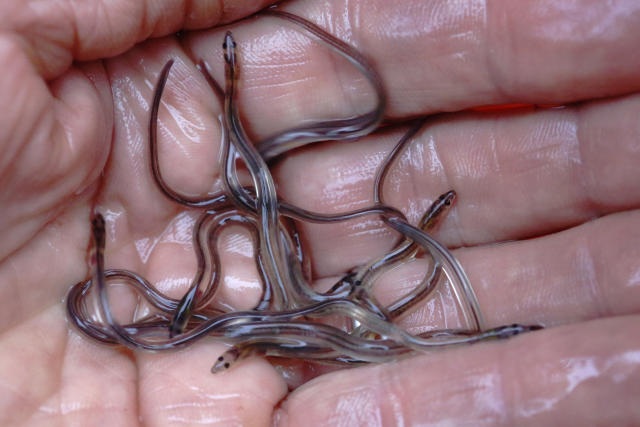 Baby eel value up to pre-pandemic levels despite challenges