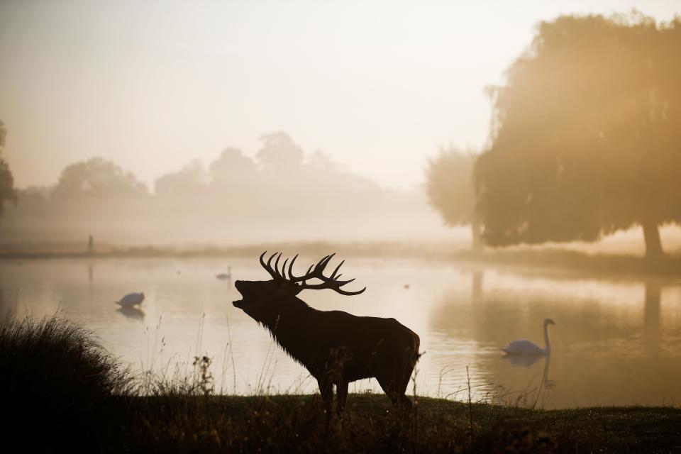 Red deer in Bushy Park in London.