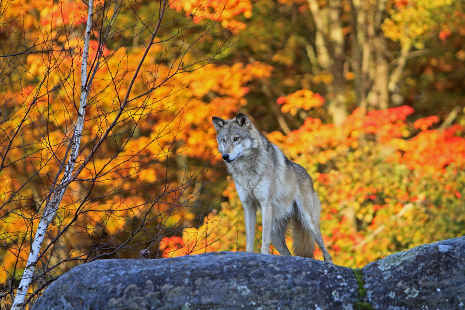 United States, Minnesota, Gray Wolf or Timber Wolf (Canis lupus)