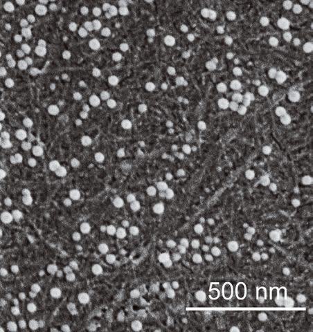 <p>University of Texas at Austin</p> A photograph of microplastics (the round white particles) on a filter membrane.