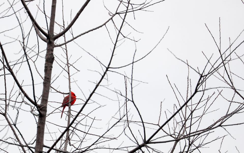 A Cardinal seen Saturday, March 5, 2022, at Havenwoods State Forest Nature Center in Milwaukee.