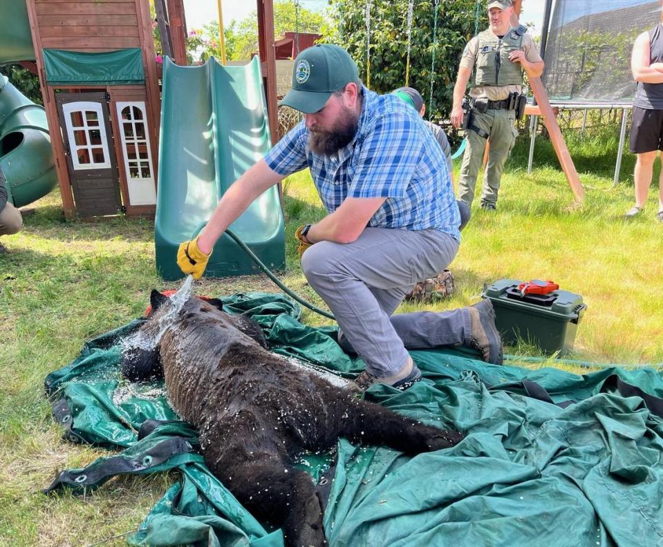 WDFW wildlife conflict specialist Ryan McNiff hoses down a tranquilized bear Wednesday, May 15, 2024 in a Lakewood yard. The water helps the bear maintain a comfortable body temperature during transport to its new range in the North Cascades.