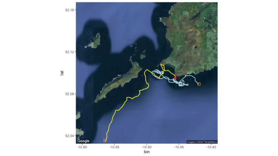 A graphic showing the path of a basking shark from the time it was tagged, then struck by a vessel and then where it was when the tag released. (Image courtesy: Big Fish Lab, Oregon State University)