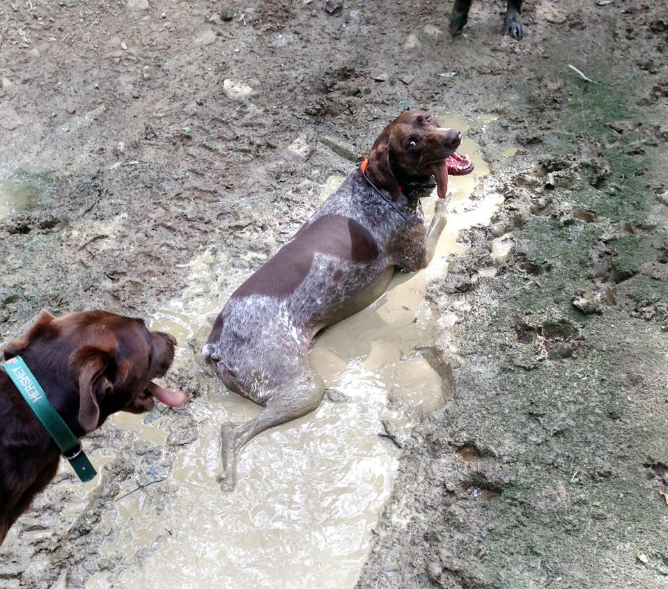 Diese Hunde lieben Matsch!