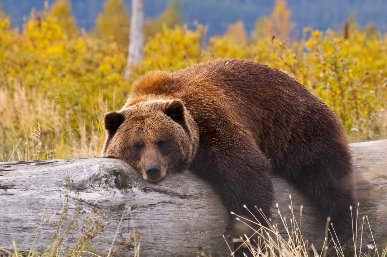 grizzly bear in Alaska taking a rest on a fallen tree