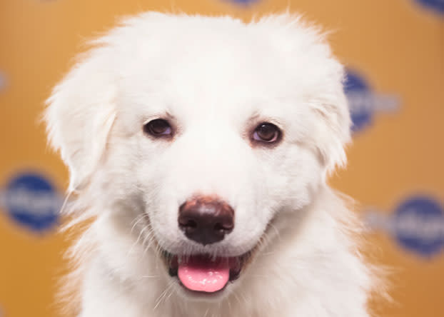 Juniper, a 12-week-old Great Pyrenees, is known as both a lover and a fighter. (Photo by Keith Barraclough/DCL)