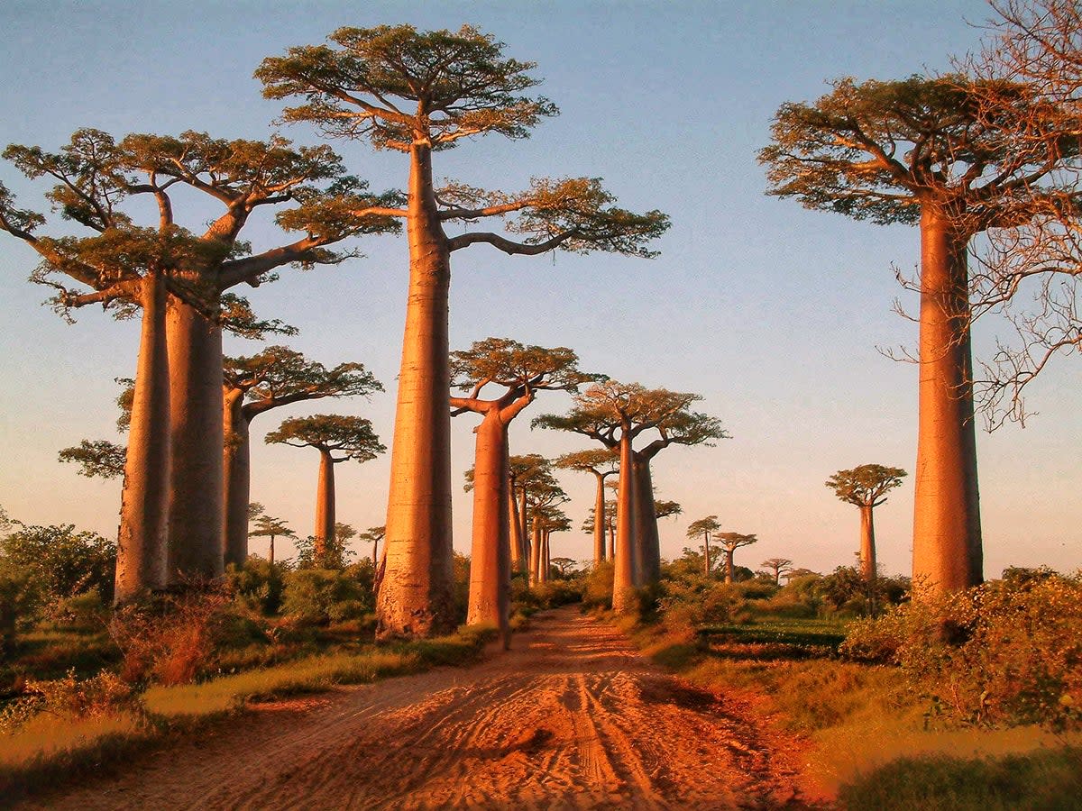 Morondava’s famous avenue of baobab trees captured at sunset (Getty Images/iStockphoto)