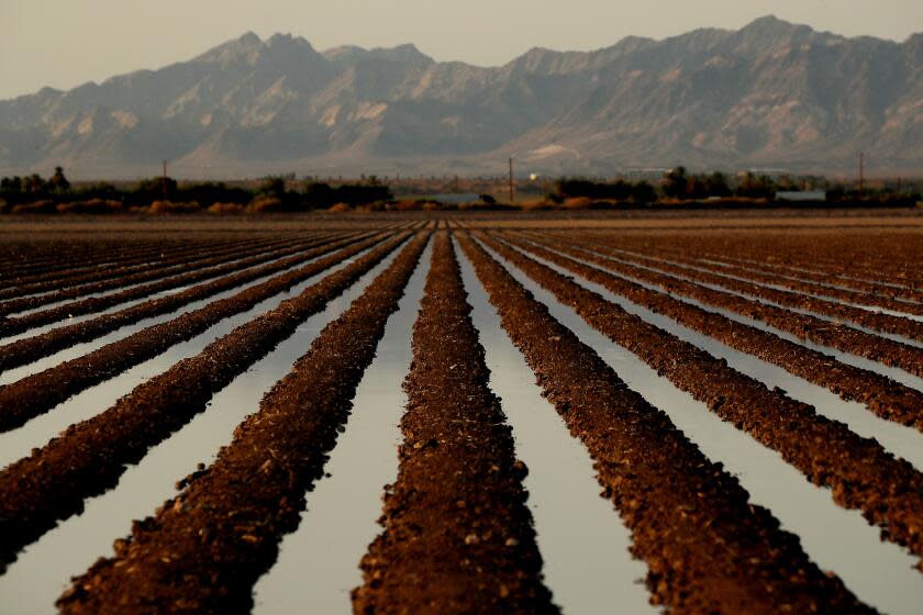 BLYTHE, CALIF. - SEP 7, 2021. Colorado River water irrigates a farm field in Blythe. The Metropolitan Water District is working with local growers lto leave some of their fields fallow in exchange for cash payments. The desert agricultural industry in Blythe draws water from the nearby Colorado River, and the goal is for farmers to use less river water and allow unused supplies to serve the needs of people in urban areas downstream. (Luis Sinco / Los Angeles Times)