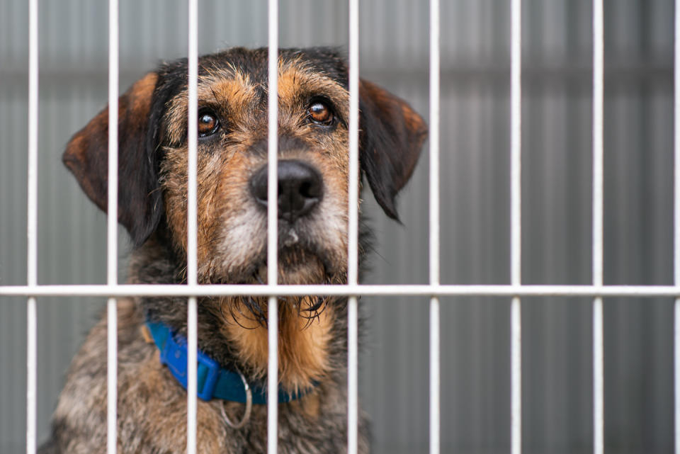 A rescued dog in an animal shelter (Photo: Getty Images)