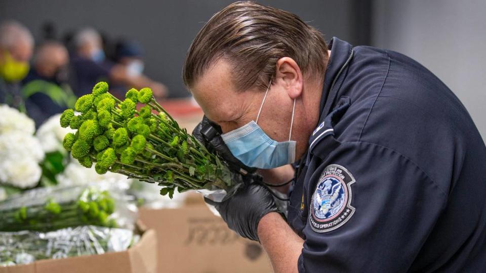 Agent Edward Putland, an Agriculture Specialist with U.S. Customs and Border Protection, inspects imported flowers from Ecuador for harmful pests at Miami International Airport on Thursday, February 11, 2021 as final shipments arrive for Valentines Day. MIA receives 89 percent of all U.S. flower imports by air a total of 240,162 tons valued at $1.1 billion in 2019. In 2020, the peak season from January 1 to February 15 alone brought 1.1 billion stems through MIA. Despite the pandemic, MIA expects a similar number of imports this year.